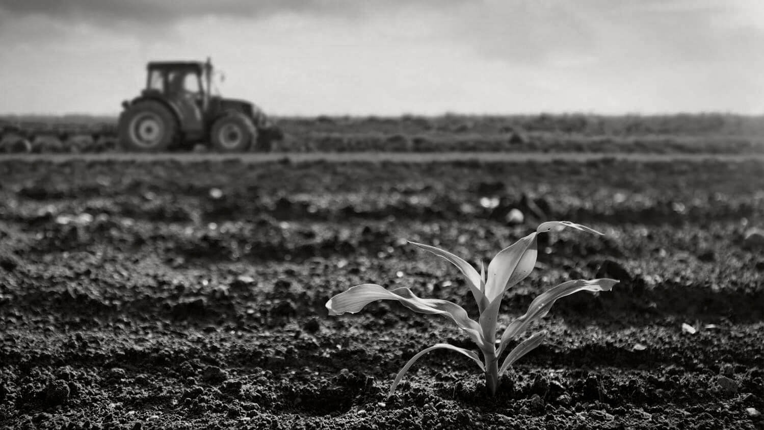 agriculture